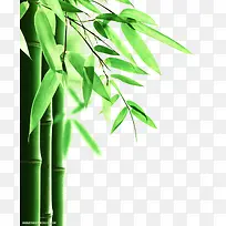 竹子绿色竹叶端午节
