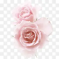 两朵粉红玫瑰花