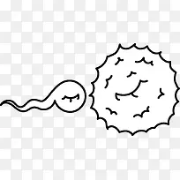 精子和受精卵素描图