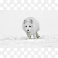 动态奔跑白色雪狼