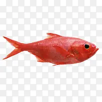 红色的鱼
