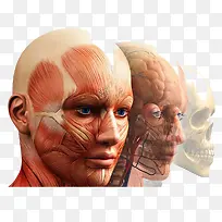 人体解剖模型图片高清免扣素材