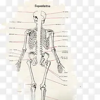 人体骨骼图