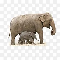大象妈妈与小象