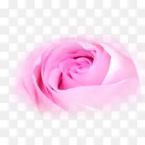 唯美粉色玫瑰减肥宣传单页
