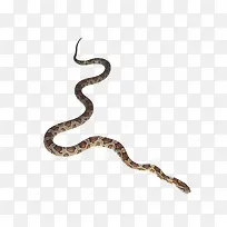 斑斓蟒蛇