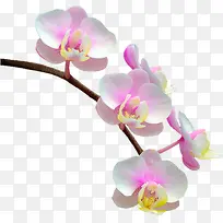 兰花花枝