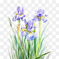 手绘鸢尾花