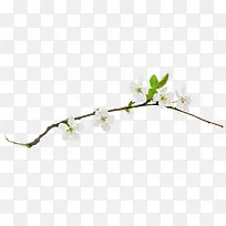 白色梅花花朵树枝