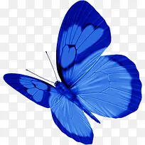 手绘蓝色纹理墙壁装饰蝴蝶