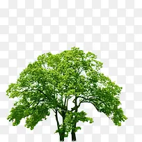 创意合成春天绿色的大树