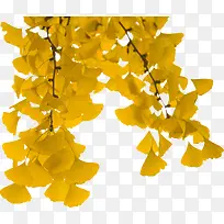 金黄色秋天的银杏树叶