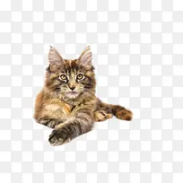 趴着的猫