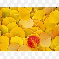 金黄色的杏叶树叶