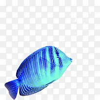 创意蓝色质感海底里的小丑鱼