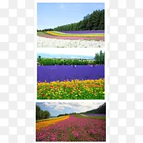 北海道夏季花海唯美