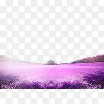 紫色花海唯美背景
