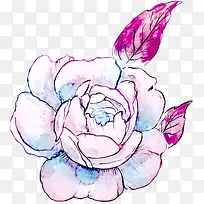 紫粉色玫瑰花