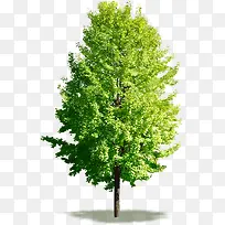 绿树清新生长大树