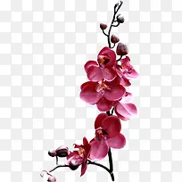 兰花红色兰花花枝花苞