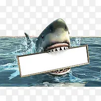 在水面的空白板鲨鱼