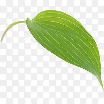 卡通植物绿叶叶瓣