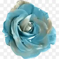 蓝色的花