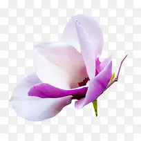 白紫色香味耐寒的玉兰花瓣实物