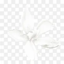 白色牛奶墨迹花朵