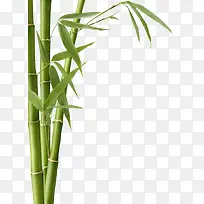 竹子竹叶绿色植物