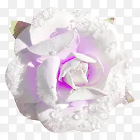 白色花卉花朵花瓣紫色花蕾