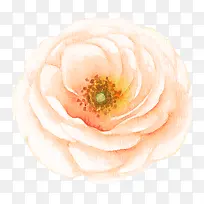 水彩手绘彩色花卉花朵