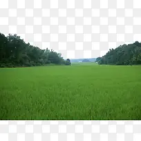 田中树林