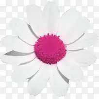 粉色 白 花瓣 背景 装饰
