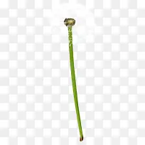 蒲公英植物