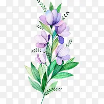 水彩紫色植物花卉