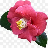 茶花