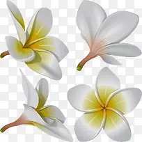 鸡蛋花设计