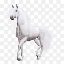白色马匹