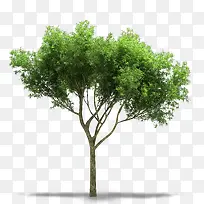 绿色大树树木