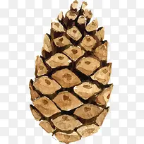 矢量手绘松塔