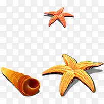 橙色海星和海螺素材