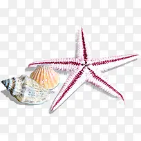 高清摄影海边的贝壳海星