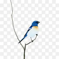 蓝色鸟装饰图案