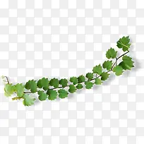 绿色窗外藤蔓植物