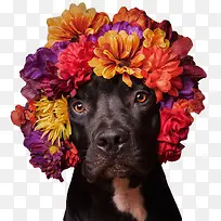 戴花环的狗狗