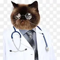 动物猫咪医生