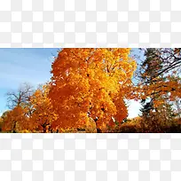 秋天大树摄影