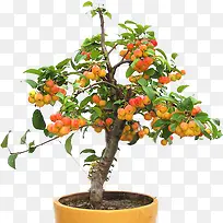 植物之类