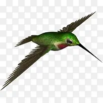 绿色蜂鸟
